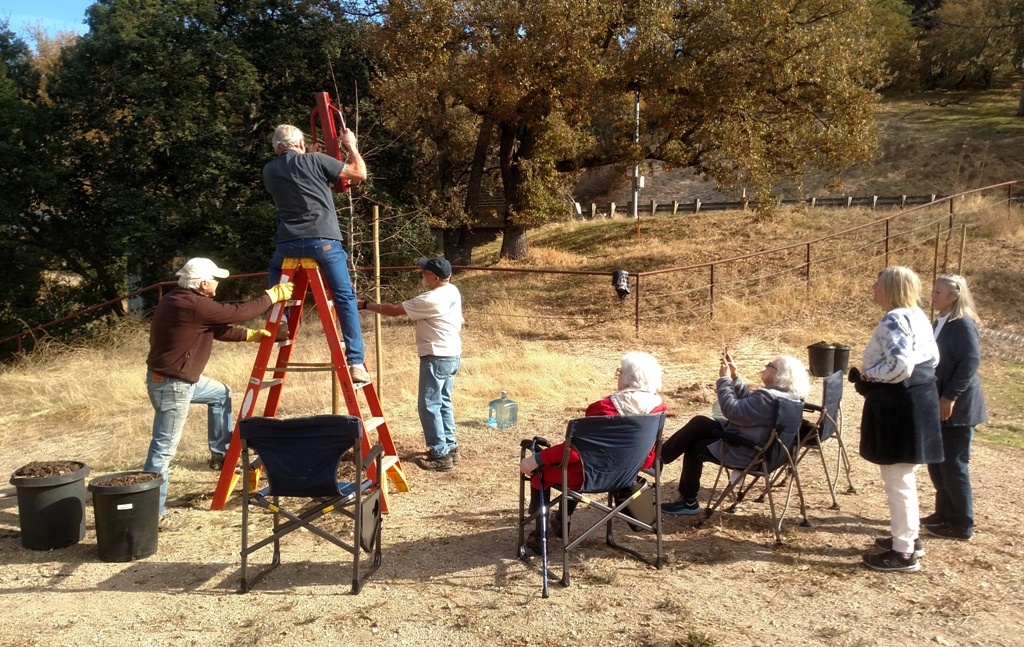 Ken staking the tree with Bruce and Cory